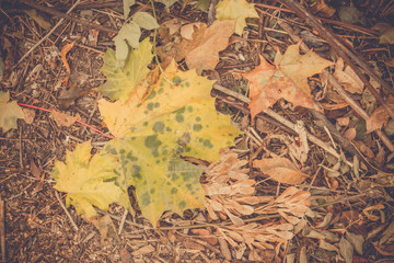 Autumn Leaves on the Ground Retro