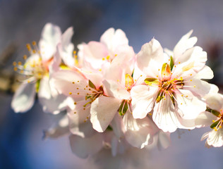 White with pink flowers of the cherry blossoms on a spring day i