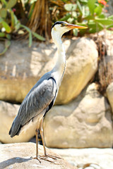 Profile of Great Blue Heron standing on flat rock