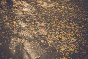 Autumn Leaves on the Ground Retro
