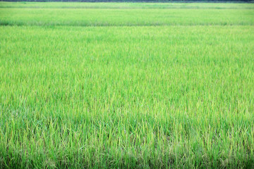 paddy field.
