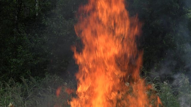 High burning fire flames between green forest trees in summer. Tilt up shot. 4K
