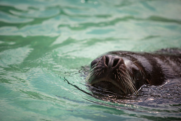 Sealion