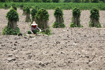 worker start cultivation Cassava or manioc plant field at Thaila