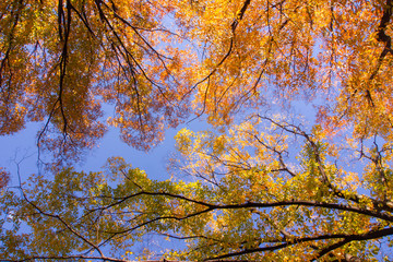 色づいた葉と空を見上げた視界