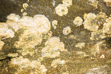 Detail of yellow lichens growing on tree bark