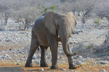 Afrikanischer Elefant im Etosha Nationalpark