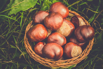 Fresh Chestnuts on Grass Retro