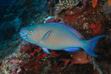 Ember parrotfish 