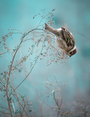 Sparrow Bird Sitting on Old Stick. Frozen Sparrow Bird Winter Po