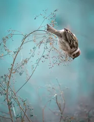 Acrylic prints Turquoise Sparrow Bird Sitting on Old Stick. Frozen Sparrow Bird Winter Po
