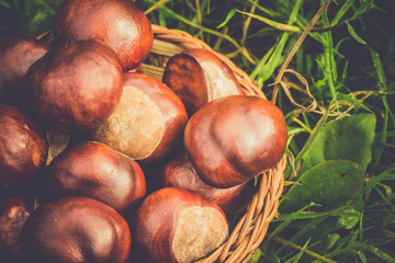 Fresh Chestnuts on Grass Retro