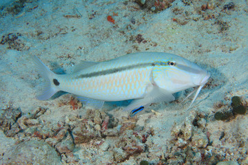 Dash-and-dot goatfish 