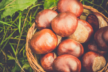 Fresh Chestnuts on Grass Retro