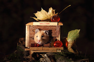 Hamster celebrating Halloween.