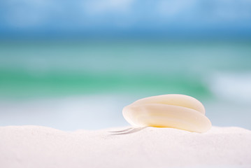 Fototapeta na wymiar white sea shell on beach sand and sea blue background