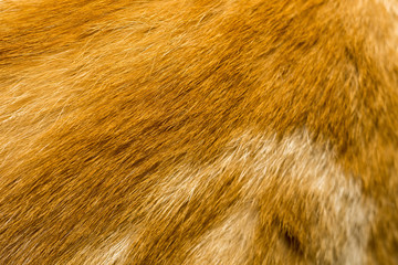 Red Cat Fur Texture