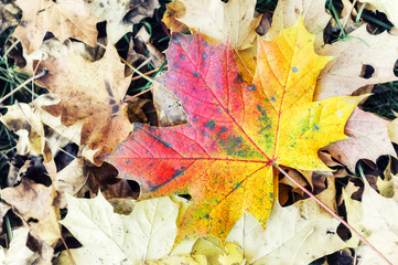 Autumn background with colorful leaf