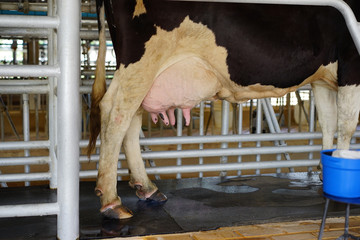 cow udder in milking hall