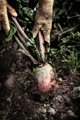 Hand dragging young beetroot