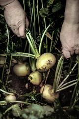 Hand dragging young beetroot