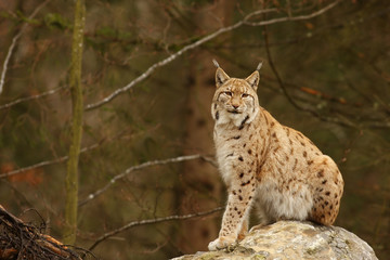 Naklejka na ściany i meble European Lynx, felis lynx ,lynx lynx