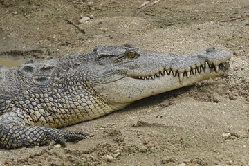 Siam Crocodile,( crocodylus siamensis), Vietnam, Asia