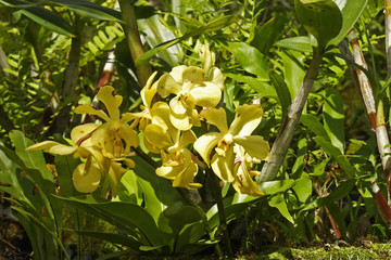 Tropical Orchid (Cattleya) ,Thailand