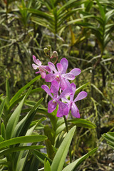 Tropical Orchid (Cattleya) ,Thailand