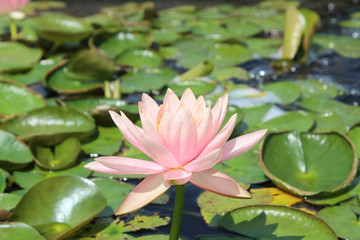 A beautiful waterlily or lotus flower in pond