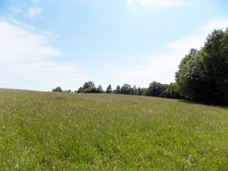 Meadow, forest and sky