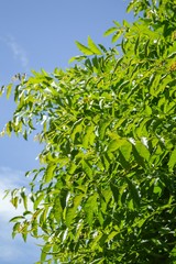Neem plan tree in garden , Azadirachta indica