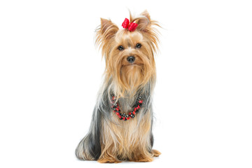 Beautiful yorkshire terrier sitting