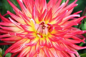 Dahlia's  © PPSFotografie