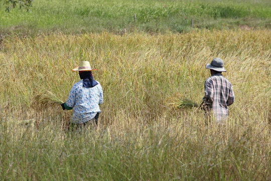 Farmer harvesting paddy rice