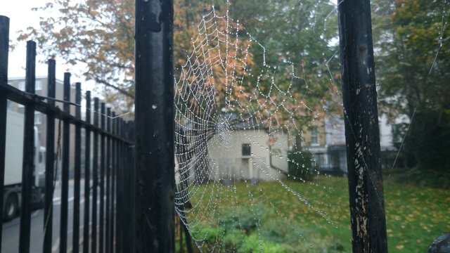 Tela de ara&ntilde;a en parque de londres