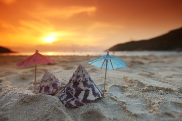 Fototapeta na wymiar Seashells on beach