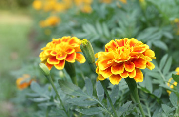 Marigold flowers