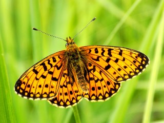 Butterfly on grass blade