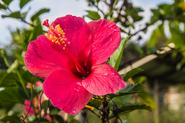 Obraz premium Hibiscus Flower.