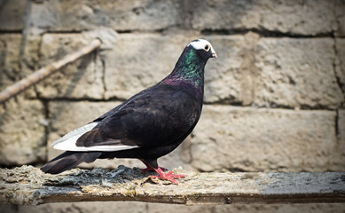 Pigeon