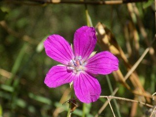 Pink flower