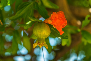 Flowers and pomegranates. Spain. 
