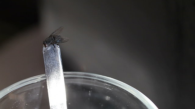 Housefly on teaspoons stem eating food rests. Macro view of glasses edge and teaspoons stem on a dark background. Hygiene and sanitation in the household. Environmental health pests.