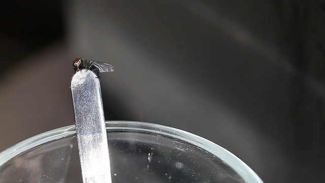 Housefly on teaspoons stem eating food rests. Macro view of glasses edge and teaspoons stem on a dark background. Hygiene and sanitation in the household. Environmental health pests.