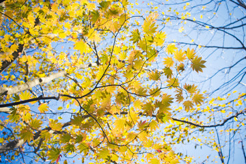 Yellow autumn tree branch