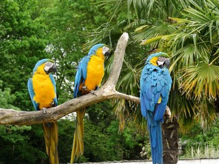 perroquets © CB94