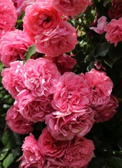 Obrazy na Szkle  Różowe róże.