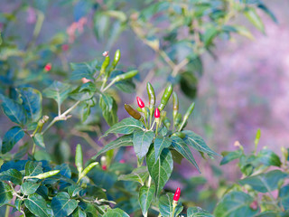 pepper tree paprika