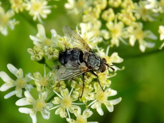 Fly on flower